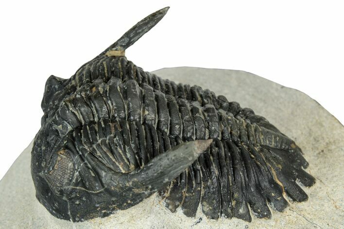 Detailed Hollardops Trilobite - Ofaten, Morocco #347779